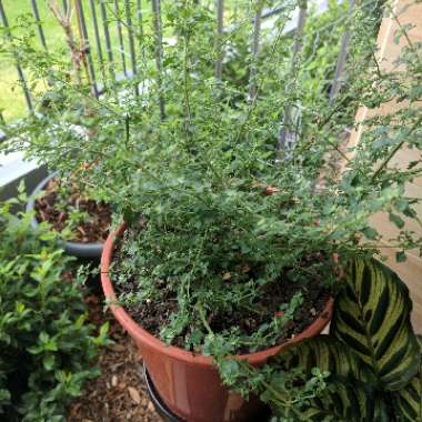 Round-leaf mint Bush