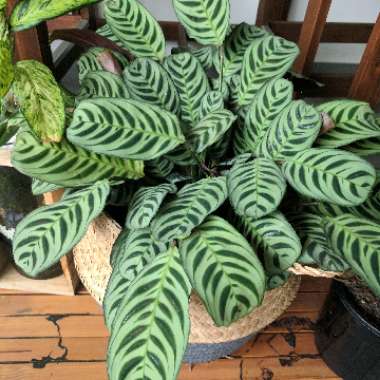Zebra plant