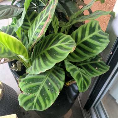 Zebra Plant