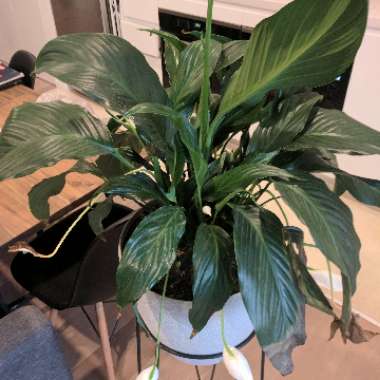 Peace Lily