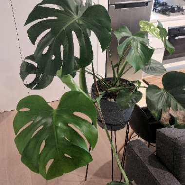 Swiss Cheese Plant