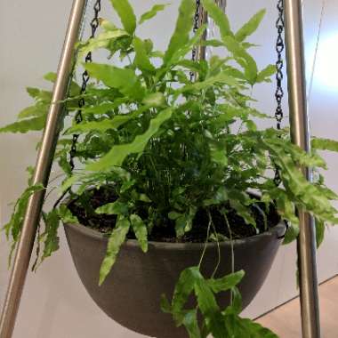 Brake Fern