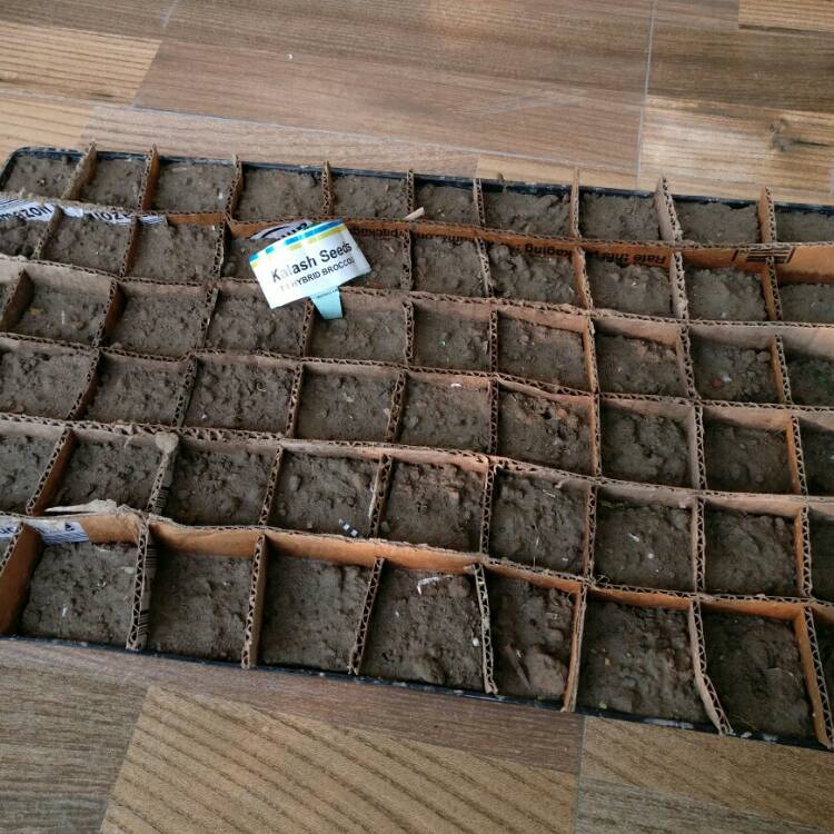 plant image 265885