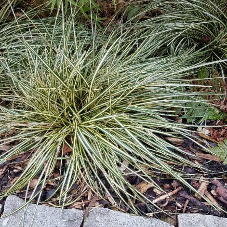 plant image 323811