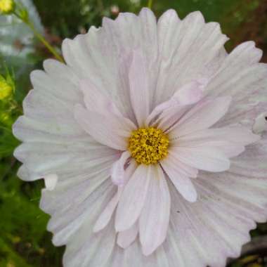 Liz's garden