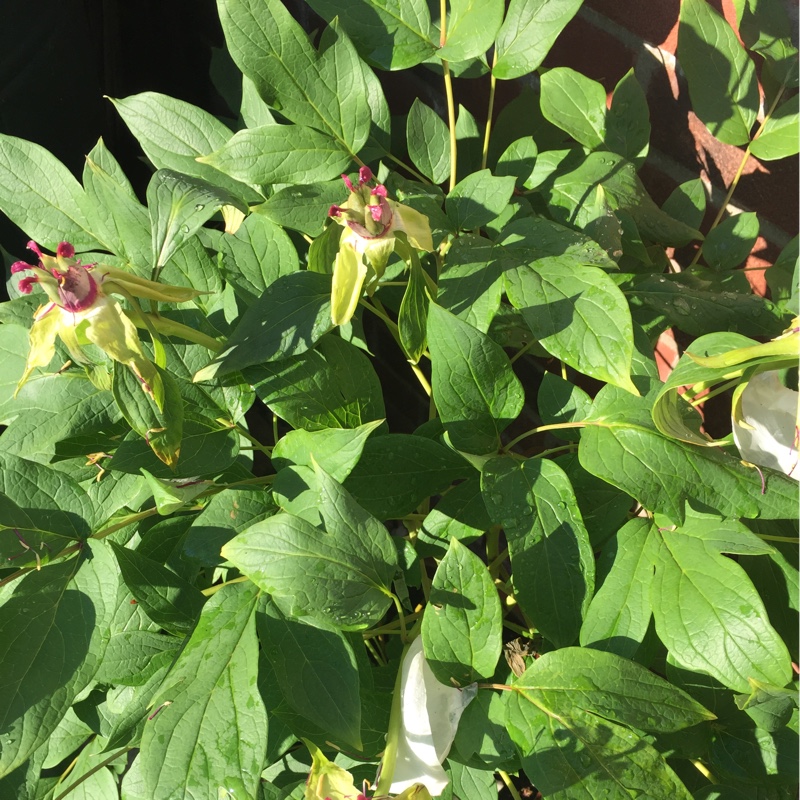 Plant image Paeonia delavayi