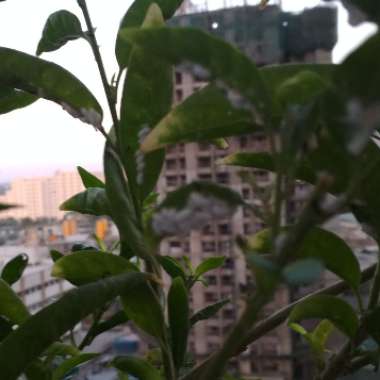 Night-blooming Jasmine
