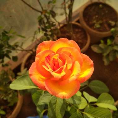 Archana's garden