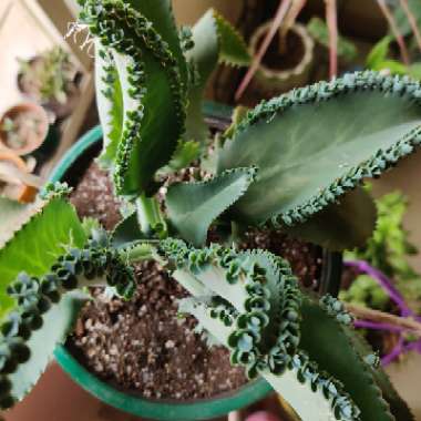 Kalanchoe daigremontiana syn. Bryophyllum daigremontianum