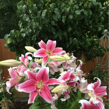 Lily 'Star Gazer' (Oriental)