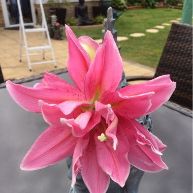 Sue's garden