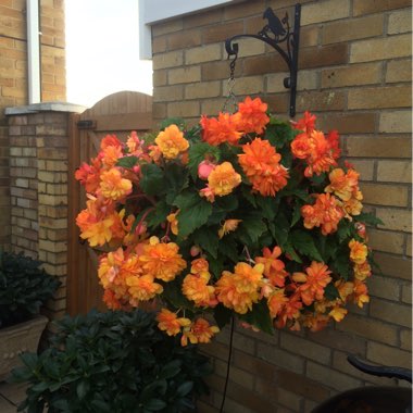 Begonia 'Apricot Shades'