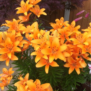 Lily 'Orange Pixie' (Asiatic)