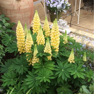 Lupin 'Desert Sun'