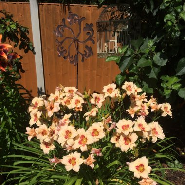 Daylily 'Blueberry Cream'