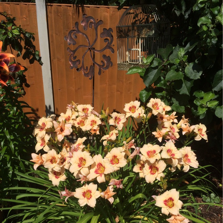 Plant image Hemerocallis 'Blueberry Cream'