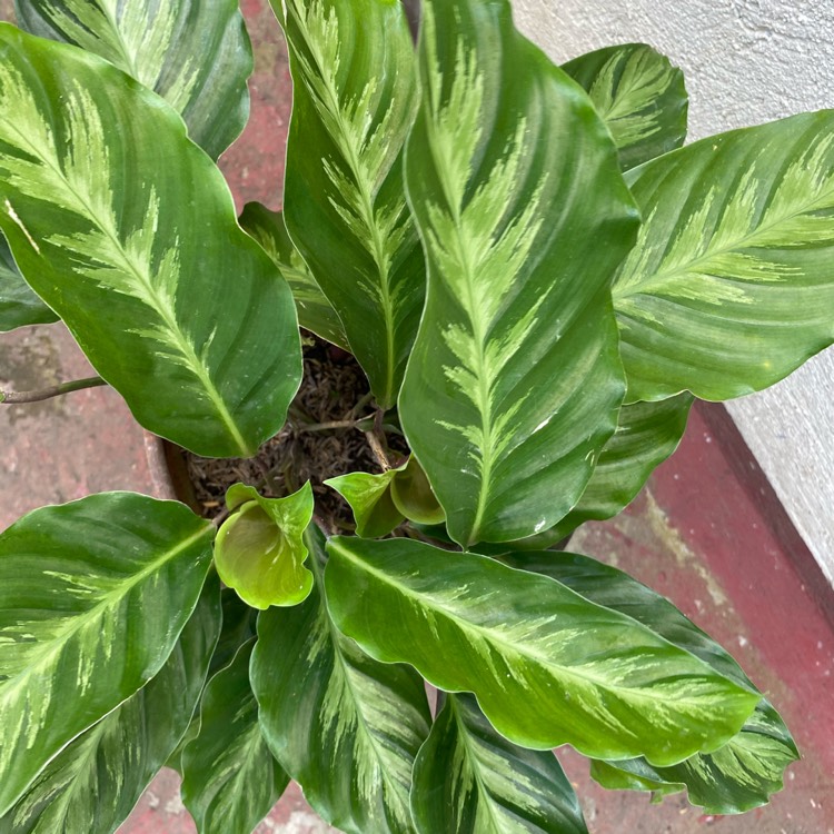 Plant image Calathea Albertii syn. Maranta albertii ; Calathea glaziovii
