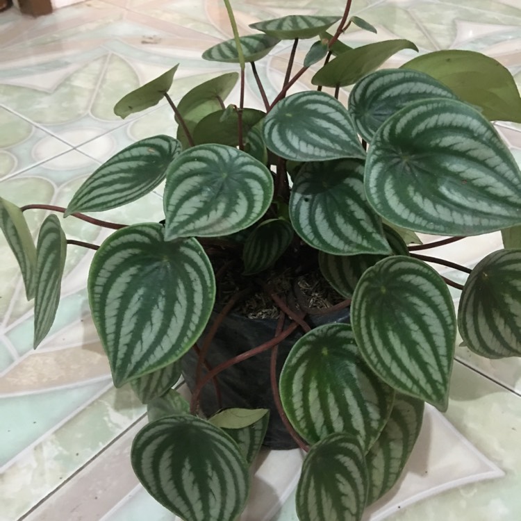 Plant image Peperomia sandersii
