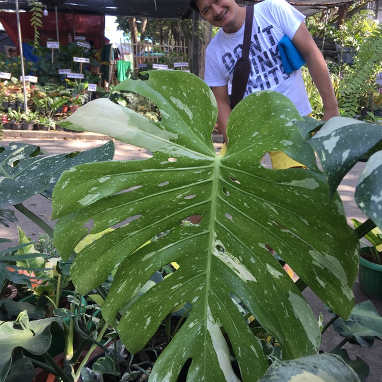 Plant image Monstera deliciosa 'Thai Constellation'