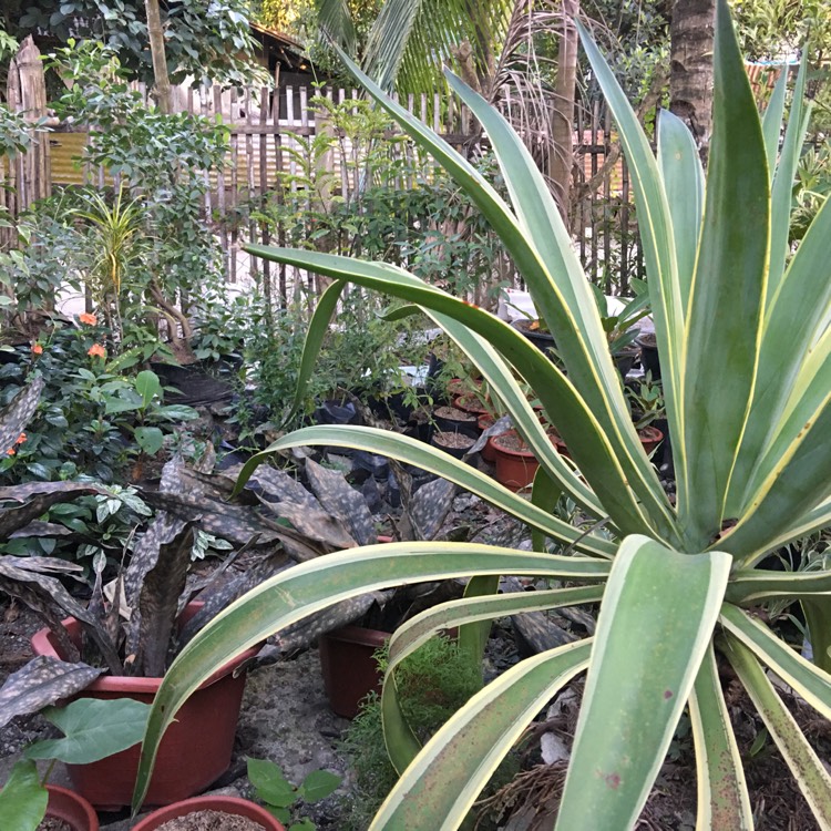 Plant image Agave Americana 'Marginata'