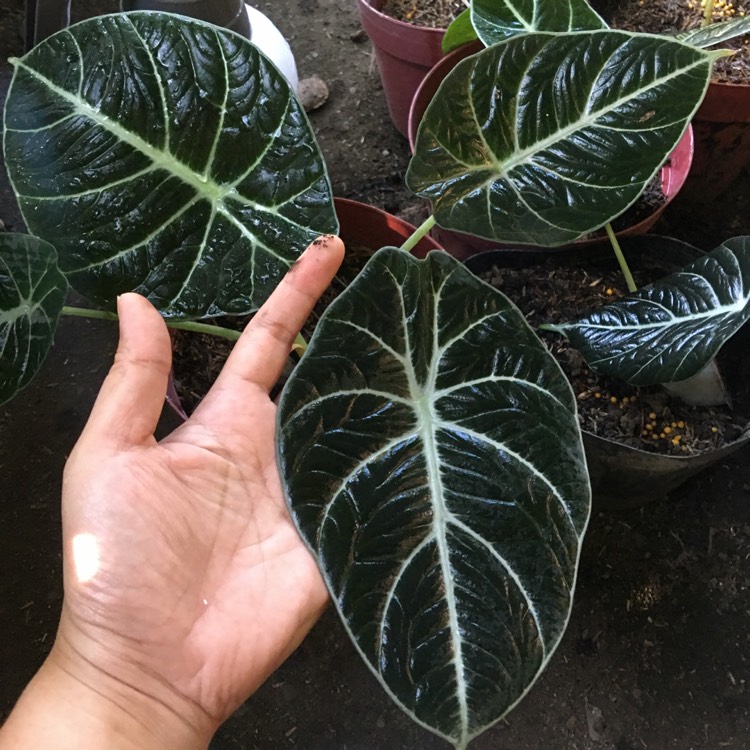 Plant image Alocasia 'Black Velvet'