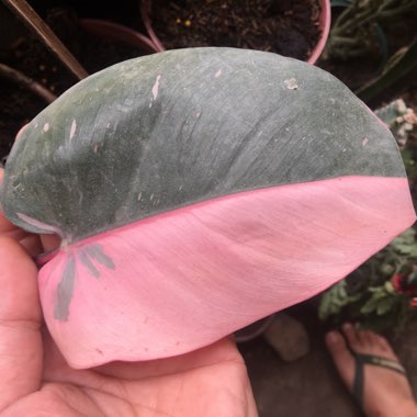 Philodendron 'Pink Princess' syn. Philodendron erubescens 'Pink Princess'