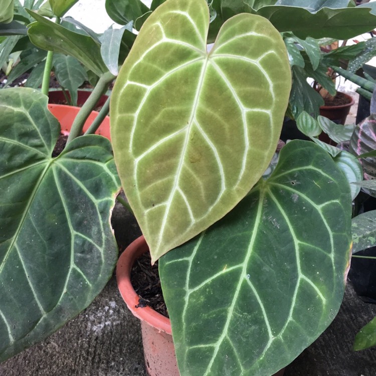 Plant image Anthurium crystallinum