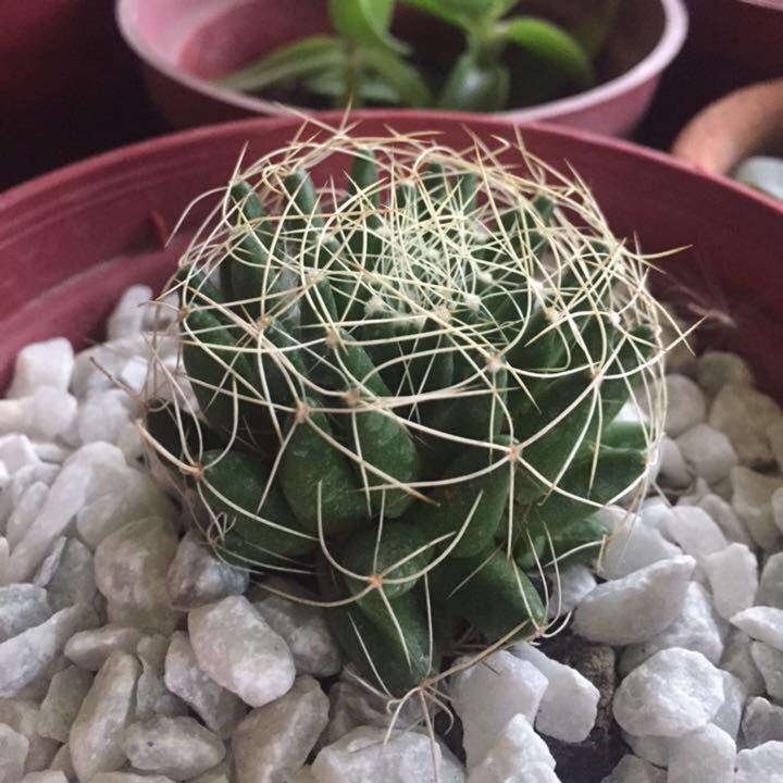 Plant image Mammillaria sphaerica syn. Mammillaria longimamma var. sphaerica