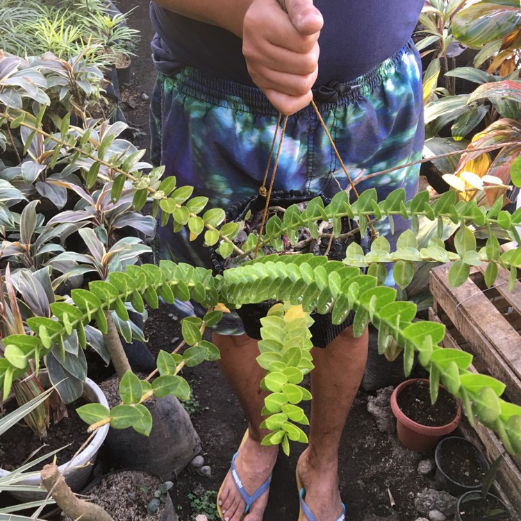 Plant image Hoya cummingiana