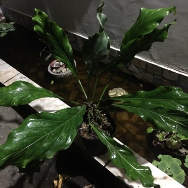 Anthurium plowmanii