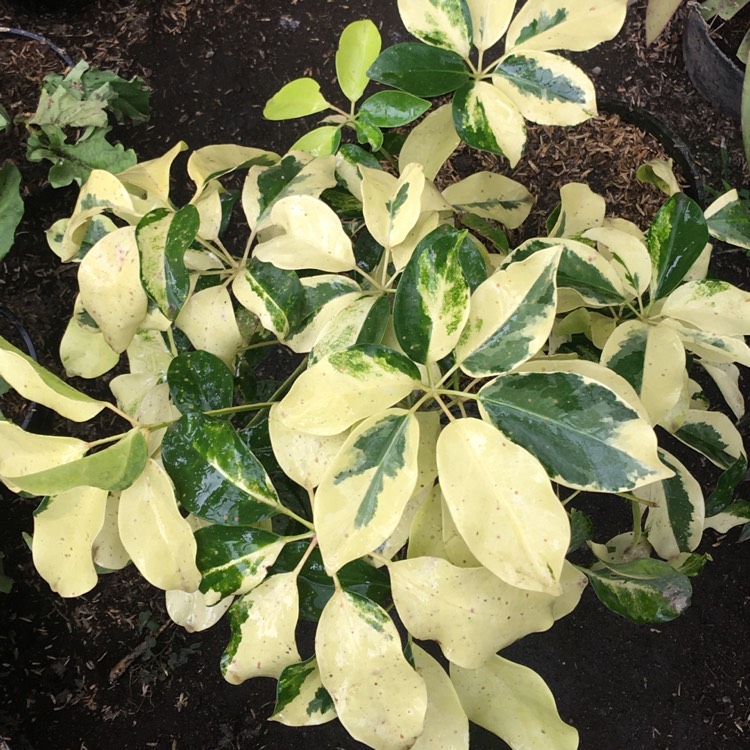 Plant image Schefflera arboricola 'Madam de Smet'