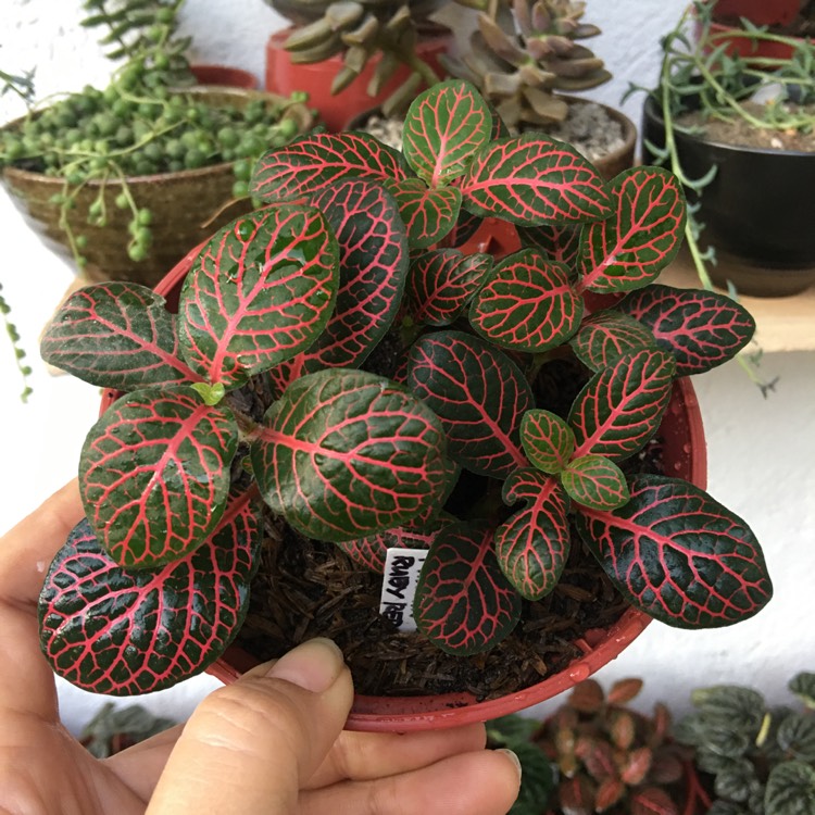 Plant image Fittonia
