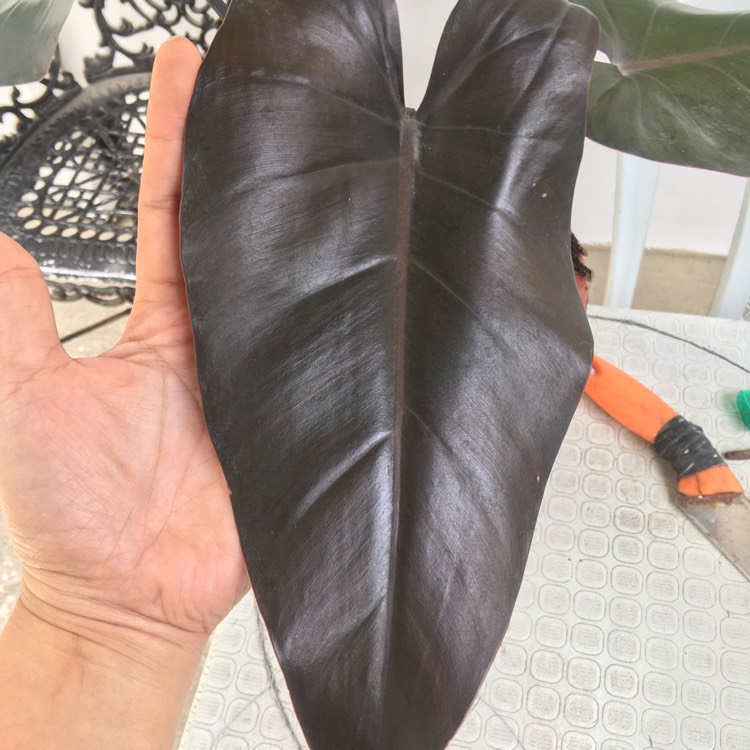 plant image 1239268