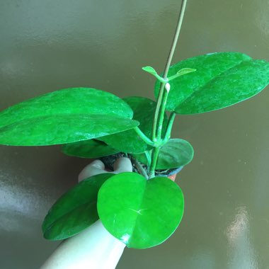 Hoya Obovata