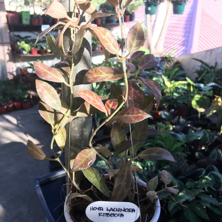 Plant image Hoya