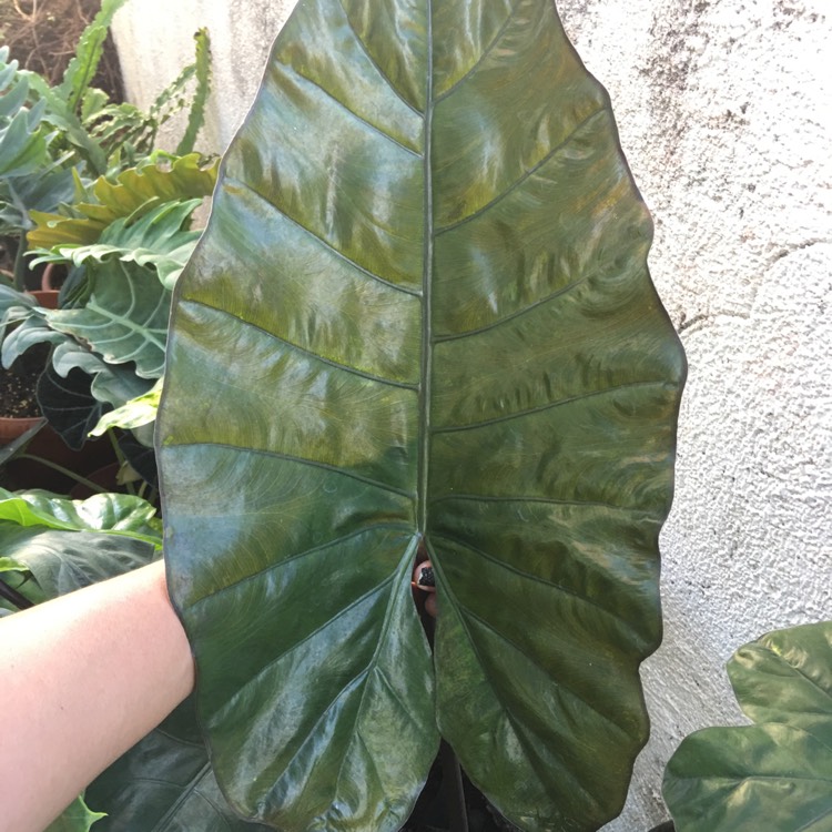plant image 1263248