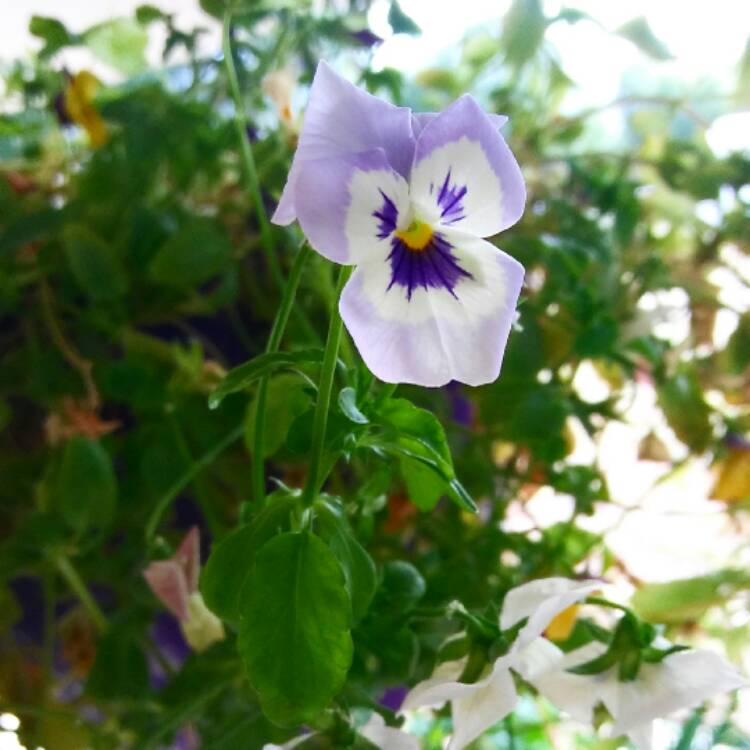 Plant image Viola cornuta 'Penny Marina'