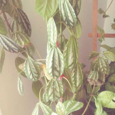 Pilea cadierei