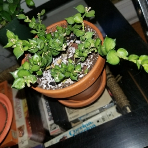 Plant image Dischidia ruscifolia