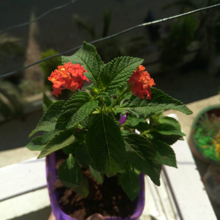 Plant image Lantana camara 'Miss Huff'