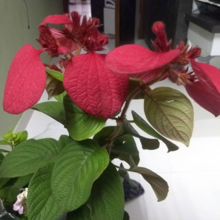 Plant image Mussaenda
