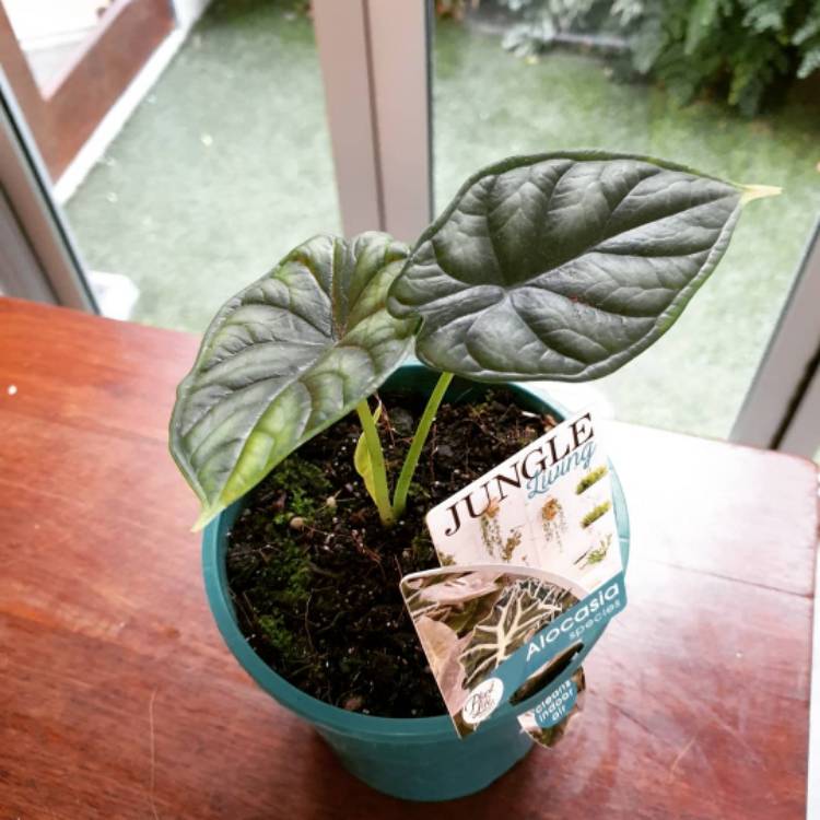 Plant image Alocasia 'Silver Dragon'