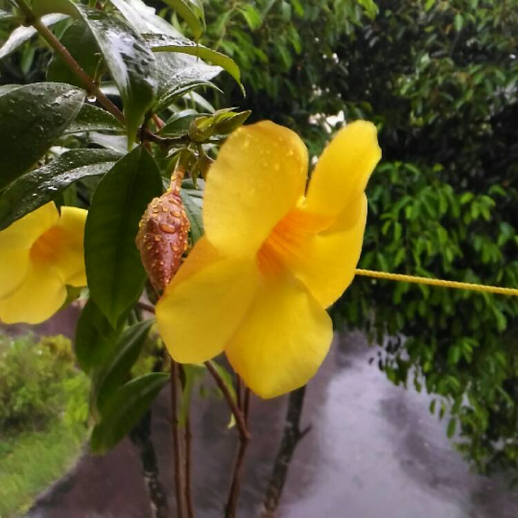 Plant image Allamanda cathartica