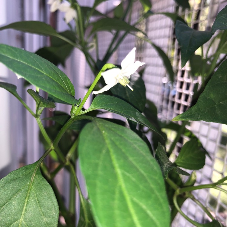 Plant image Capsicum annuum 'Leutschauer Paprika'