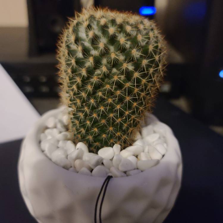 plant image 1502764