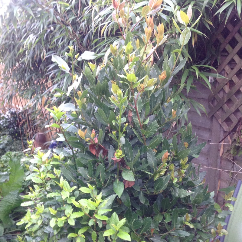 plant image 7524