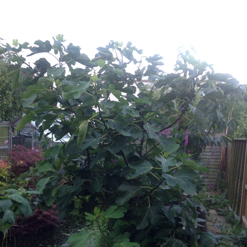 plant image 7525