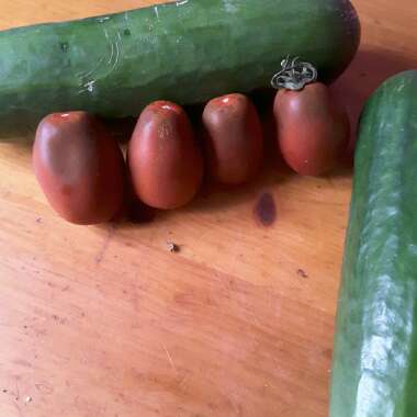 Paul's garden