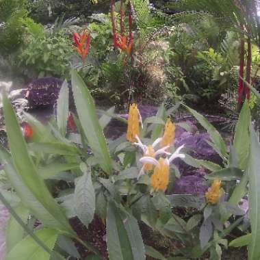 Paul's garden