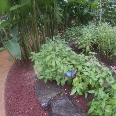 Paul's garden
